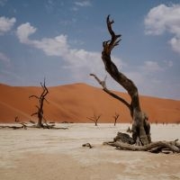 Nyos - Growl in the group OUR PICKS / Friday Releases / 2025-10-10 at Bengans Skivbutik AB (5643246)