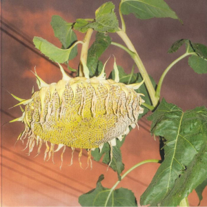 Phatness - Fillerkiller (Vinyl LP) in the group VINYL / Elektroniskt at Bengans Skivbutik AB (5646737)