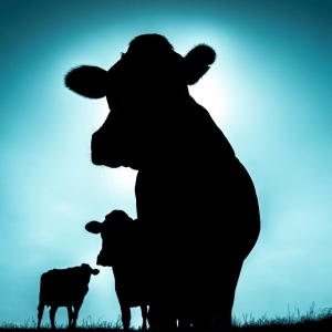 Singülar - Singülar in the group VINYL / Upcoming releases / Jazz at Bengans Skivbutik AB (5657747)