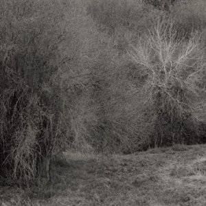 Leimer K. - Atrophies For Piano in the group VINYL / Upcoming releases / Pop-Rock at Bengans Skivbutik AB (5663351)