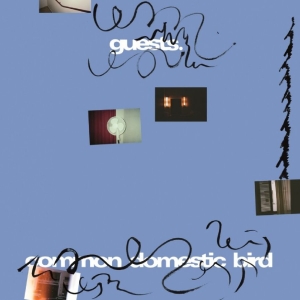 Guests - Common Domestic Bird in the group VINYL / Upcoming releases / Pop-Rock at Bengans Skivbutik AB (5665021)