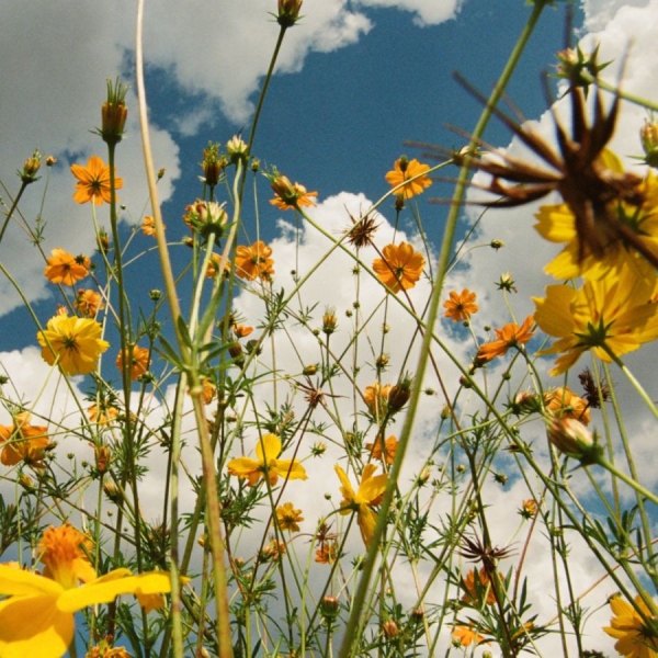 Tasha - You Are Spring! (Ltd. Yellow Wildfl in the group VINYL / New releases / Pop-Rock at Bengans Skivbutik AB (5677555)