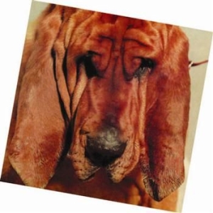 Segall Ty - Goodbye Bread in the group CD / Pop-Rock at Bengans Skivbutik AB (658922)