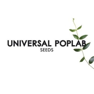 Universal Poplab - Seeds in the group OUR PICKS / Stocksale / CD Sale / CD POP at Bengans Skivbutik AB (674055)