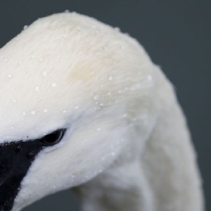 Echoes - Pursuit in the group CD / Pop-Rock at Bengans Skivbutik AB (983580)