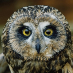 Burch Jeff - Jeff Burch