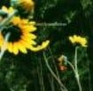 Smith Darden - Sunflower in the group CD / Country at Bengans Skivbutik AB (1570519)