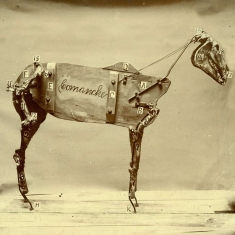 Stokes Chadwick - Horse Comanche