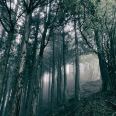 Kosemura Akira - In The Dark Woods (Cd+Dvd)
