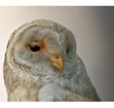 O'rourke Aidan - 365:Volume 1 in the group OTHER / Övrigt /  at Bengans Skivbutik AB (3217523)