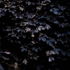 Vallera Michael - Vivid Flu