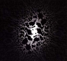 Trad Gras Och Stenar - Homeless Cats