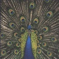 Bluetones - Expecting To Fly in the group CD / Pop at Bengans Skivbutik AB (554304)