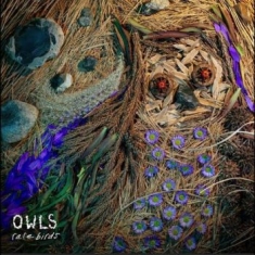 Owls - Rare Birds