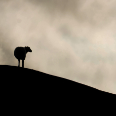 Hyacinthuset - Gå (Vänd Inte Om) (Yellow Vinyl LP - incl. 12 page booklet)