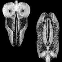 Skull Defekts The - Dances In Dreams Of The Known Unkno in the group OTHER / Övrigt /  at Bengans Skivbutik AB (992823)