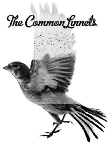 Common Linnets - Common Linnets