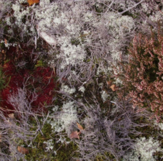 Fursaxa - Mycorrhizae Realm