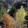 Pole - Wald Pole - Wald