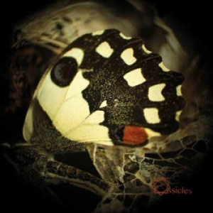 Ossicles - Music For Wastelands