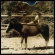 Eagle/Deer - Summer Of Sepia Eagle/Deer - Summer Of Sepia