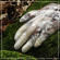 Antwood - Virtuous.Scr. Antwood - Virtuous.Scr.
