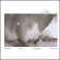 Alex Cline - Cloud Plate Alex Cline - Cloud Plate
