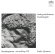 Beethoven Ludwig Van - Streichquartett Cis-Moll, Op. 131 Beethoven Ludwig Van - Streichquartett Cis-Moll, Op. 131