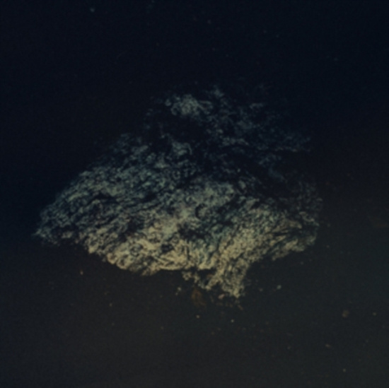 Multicast Dynamics - Lost World