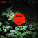 Eira Haul - Forest Beams Eira Haul - Forest Beams