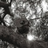 Ty Segall - Hello, Hi Ty Segall - Hello, Hi