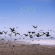Alias - Resurgam Alias - Resurgam