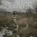 Sleeper's Bell - Clover (White Cassette) Sleeper's Bell - Clover (White Cassette)