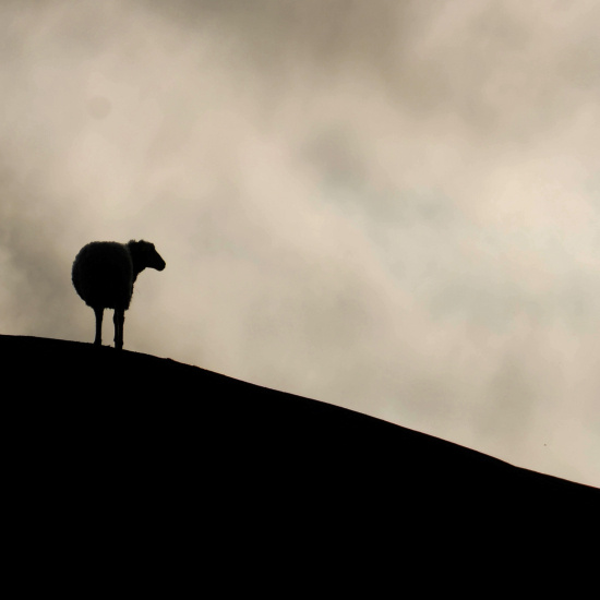 Hyacinthuset - Gå (Vänd Inte Om) (Yellow Vinyl LP - incl. 12 page booklet)