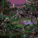 Mukqs - Juckport (Violet Tint Cassette) Mukqs - Juckport (Violet Tint Cassette)